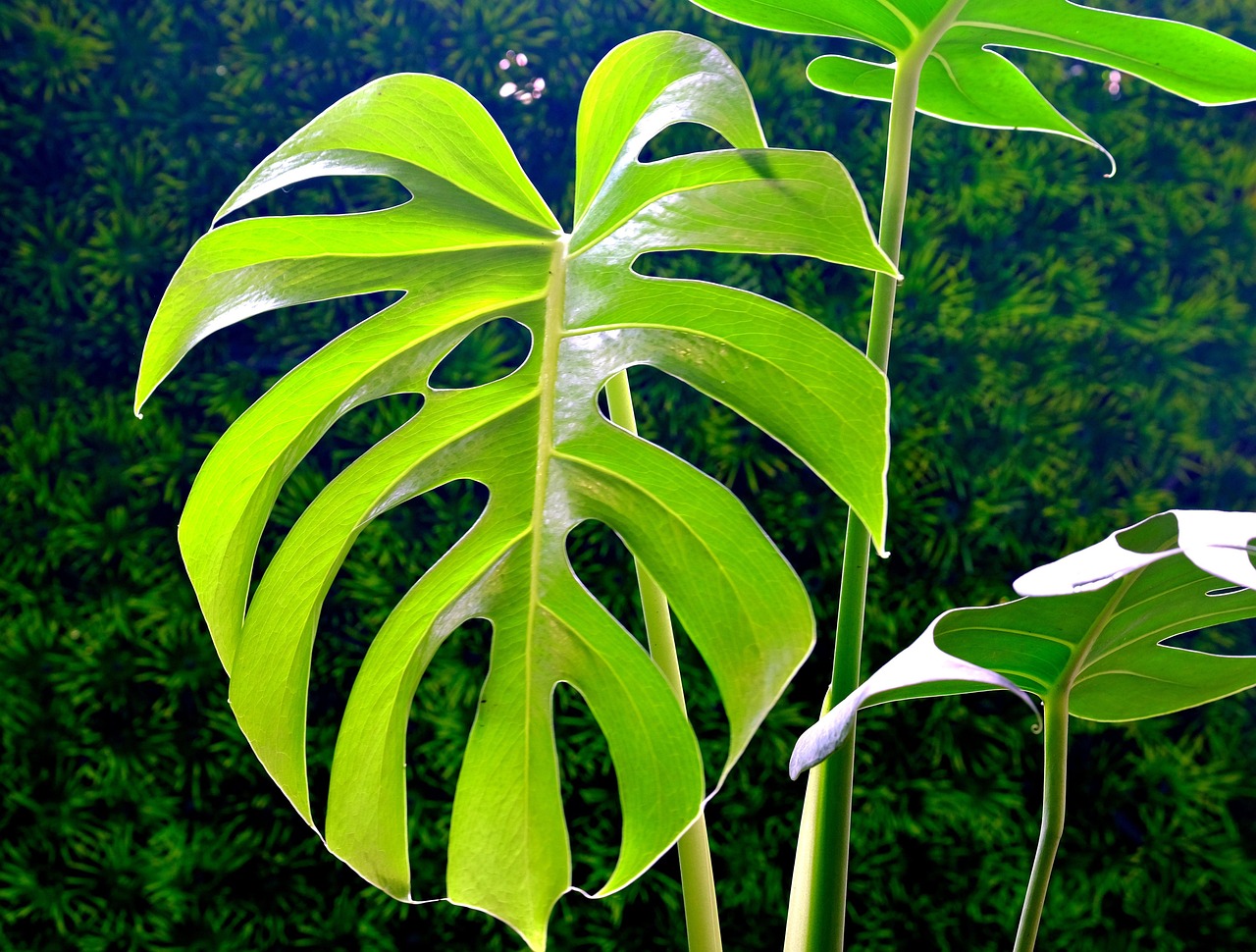 Monstera deliciosa con foglie verdi e sane in un vaso, simbolo di crescita lenta.
