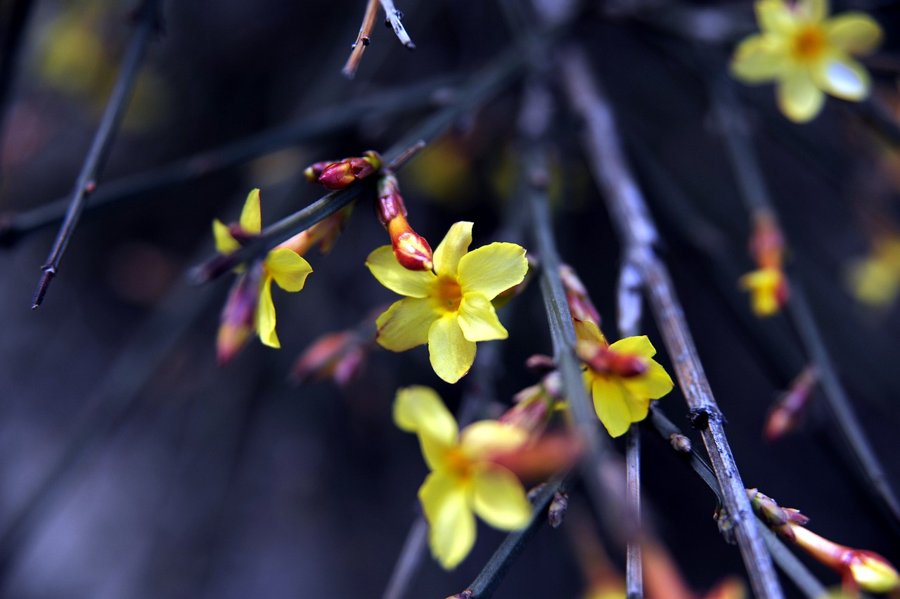 Fiore profumato in piena fioritura, con vivaci colori primaverili, ideale per giardini fino a novembre.