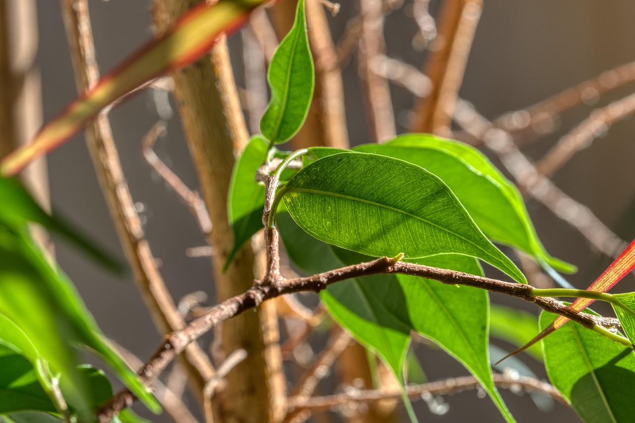 Ficus elastica con foglie ingiallite, simbolo di un concime inadeguato per la sua cura.