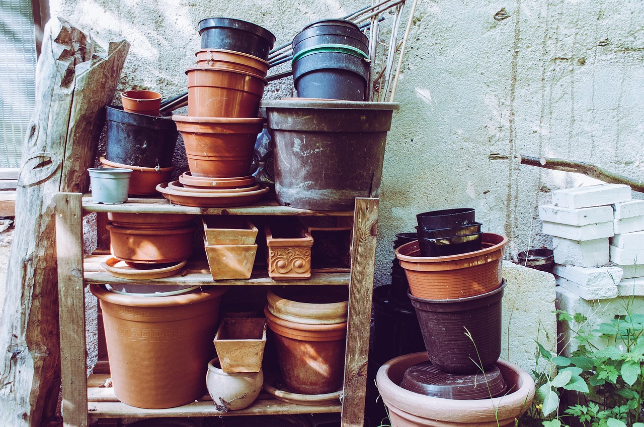 Calathea in vaso, evidenziando radici e terreno durante il rinvaso.
