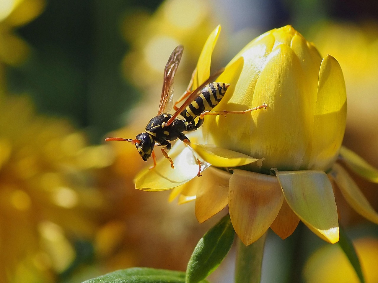 Vespa posata su un fiore in giardino, simbolo di gestione dei parassiti.