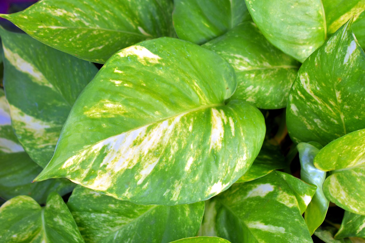 Pothos con foglie molli, segnale di eccesso d'acqua o scarsa luce.