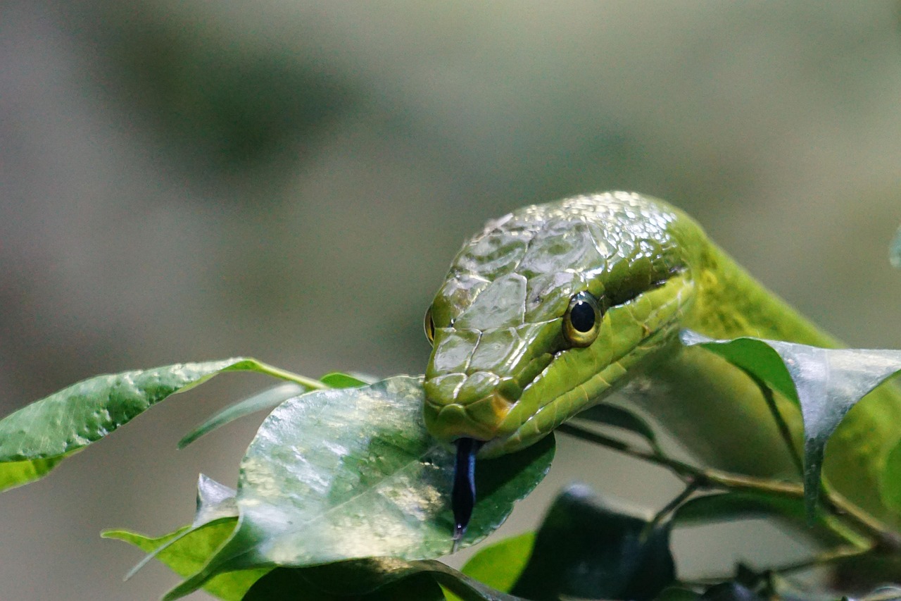 Piante repellenti contro i serpenti nel giardino, con foglie verdi e fiori colorati.