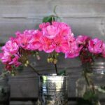 Gerani rigogliosi e colorati in un giardino estivo ben curato dai giardinieri esperti.