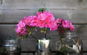 Scopri il segreto dei giardinieri per avere gerani splendidi per tutta l'estate