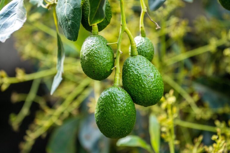 Vuoi coltivare un avocado in giardino? Ecco il trucco per avere raccolti da sogno