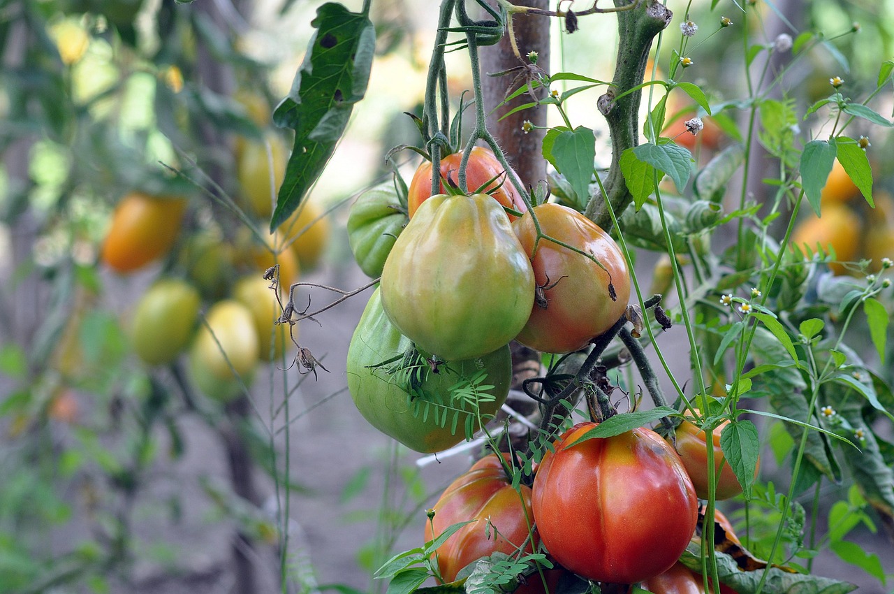 Concime naturale per stimolare la crescita di pomodori lenti a crescere in giardino.