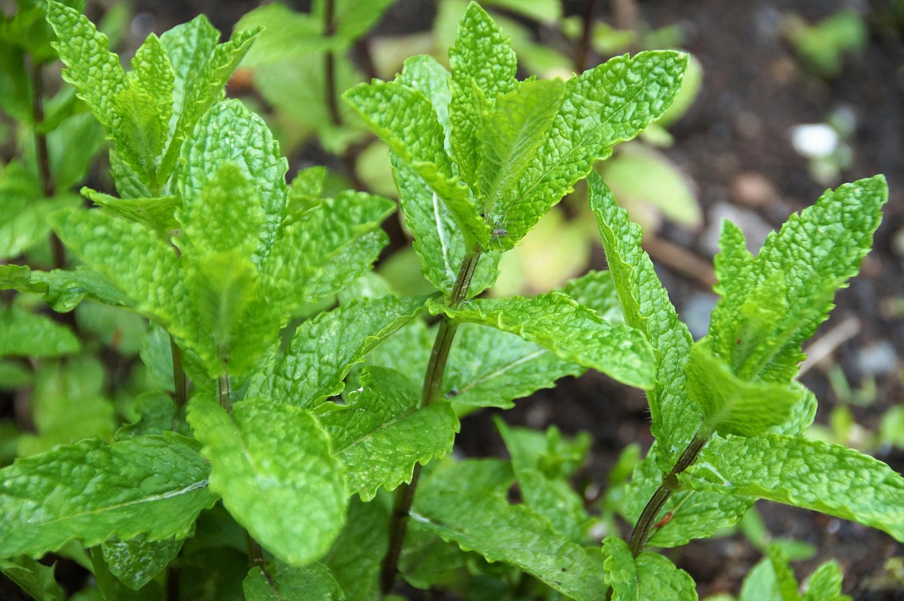 Menta in vaso accanto a piante in giardino, evidenziando potenziali conflitti di crescita.