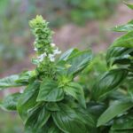 Vivaista mostra come potare il basilico per prevenire la fioritura precoce.